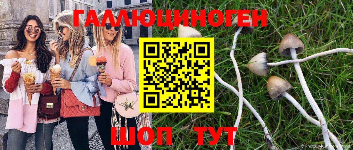 Псилоцибиновые грибы Psilocybe Новошахтинск